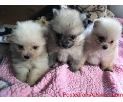 tiny teacup Pommeranian puppies