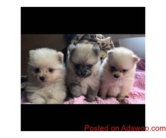 tiny teacup Pommeranian puppies