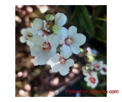 Native Orchids by Brindabella Orchids | Discover Australia’s Unique Blooms
