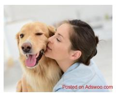 Trusted Pet Transport Service - Dog Gone Taxi