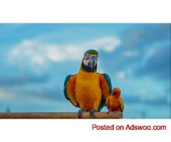 Reliable Bird Transport Company - Airborne Animals