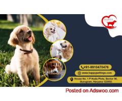 Happy Pettings: Premium Pet Boarding Gurugram