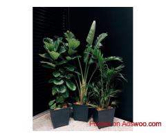 Urban Jungle’s Lush Lemon Trees in Los Angeles – Freshness at Your Doorstep