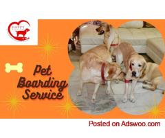 Premium Dog Boarding in Gurgaon – Happy Pettings