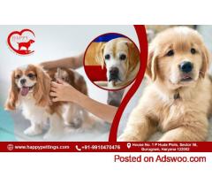 Happy Pettings – Best Dog Boarding Faridabad