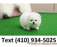 Quality t-cup pomeranian puppies for sale.