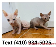 Quality hairless sphynx kittens for sale!