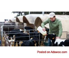Artificial Intelligence for Dairies – Cattle Care | Smart Dairy Farm Solutions