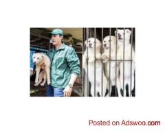 Foster Dog Meat Survivors – Rescue a Dog From China