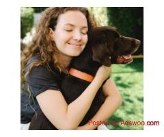 Safe & Comfortable Pet Boarding Services at Dog Gone Taxi for Your Furry Friends