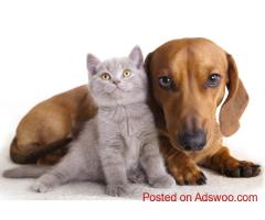 AIRBORNE ANIMALS – Trusted & Safe Global Dog Shipping Company Services