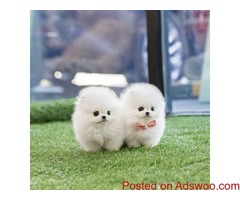 Beautiful Pomeranian puppies Available