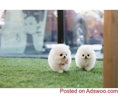 Healthy Home raised Pomeranian pups available