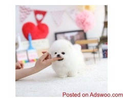 Healthy Home raised Pomeranian pups available now