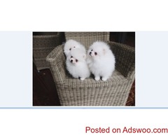 Healthy Home raised Pomeranian pups available now