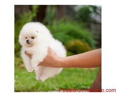 Purebred Pomeranian Puppies available