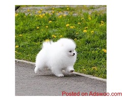 Purebred Pomeranian Puppies available