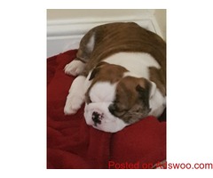 Gorgeous English Bulldog puppies available