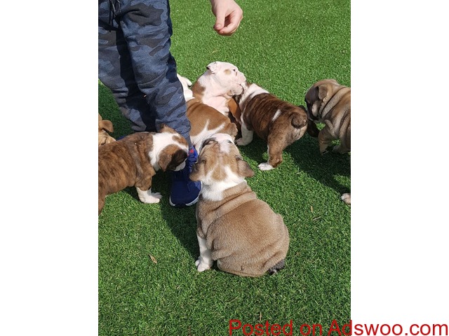 Akc registered English Bulldog puppies - 1/2