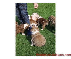 Akc registered English Bulldog puppies