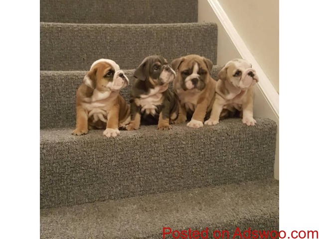 Akc registered English Bulldog puppies - 2/2