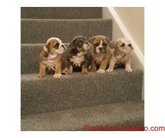 Akc registered English Bulldog puppies