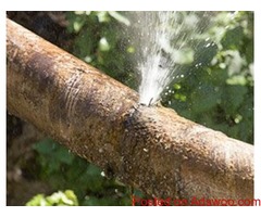 Searching Plumber Hibiscus Coast