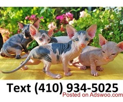 Affectionate hairless sphynx kittens for sale!!