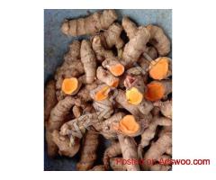 Raw Organic Turmeric Finger Supplier