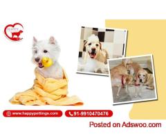 Home Dog Boarding Stay – Happypettings Gurugram