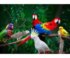AIRBORNE ANIMALS – The Best Pet Delivery Service You Can Trust