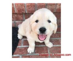 Cream Golden Puppies for Sale in Nashville: Adopt Pure Joy