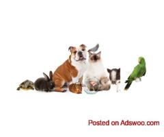 Safe & Reliable Exotic Animal Shipping Services | AIRBORNE ANIMALS