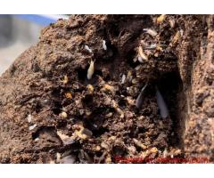 Trusted Termite Protection in Gold Coast | Termicide Experts