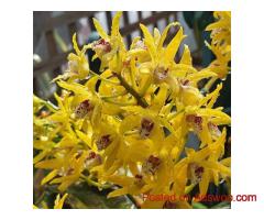 Brindabella Orchids | Premium Australian Orchid Nursery & Online Store