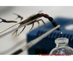 Premium Scorpion Venom by Skyva Pharmaceuticals for Research & Innovation