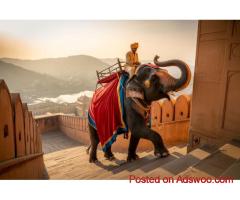 Elephant Ride In Jaipur Explore Rajasthan’s Royal Heritage