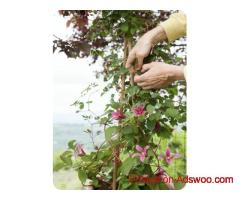 Bamboo Tripod Trellis - Vantidebamboo.com