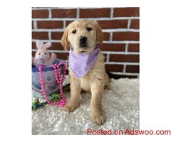 Heather Golden Retriever Puppies For Sale