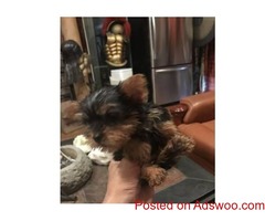 Very Tiny Teacup Yorkie Puppies Now Available