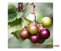 Grow Luscious Muscadine Grape Vines for a Bountiful Backyard Harvest
