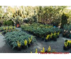 Urban Jungle: Vibrant Indoor & Outdoor Plants in Santa Monica