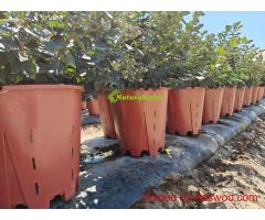 Naturehydro Plastic Berry Grow Pots Wholesale