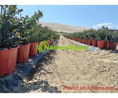 Naturehydro Plastic Berry Grow Pots Wholesale