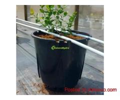 Naturehydro Plastic Berry Grow Pots Wholesale