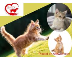 Cat Stay Gurgaon – Happypettings