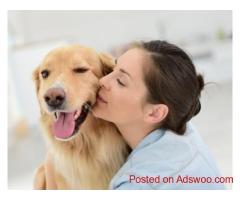 Reliable Pet Movers to Hawaii | Safe Relocation by DOG GONE TAXI