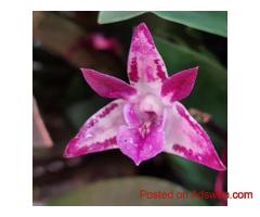 Brindabella Orchids | Premium Orchid Nursery and Supplies