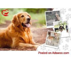 Gurgaon’s Best Dog Boarding – HappyPettings