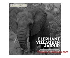 Explore Elephant Village In Jaipur An Unforgettable Cultural Experience